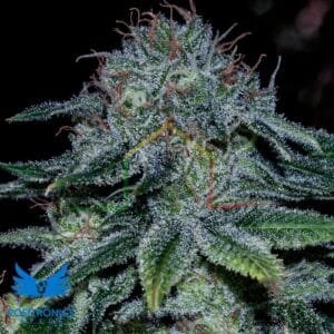 Mystic Cookie - Positronics Seeds