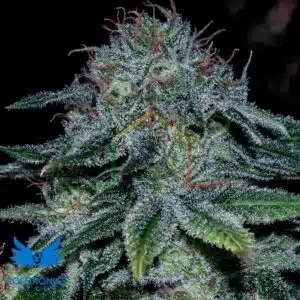 Mystic Cookie - Positronics Seeds