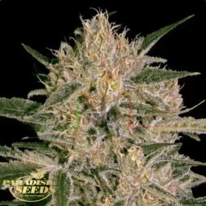 Nebula II CBD - Paradise Seeds