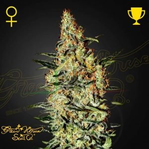 Neville's Haze - Green House Seeds