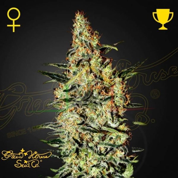 Neville's Haze - Green House Seeds