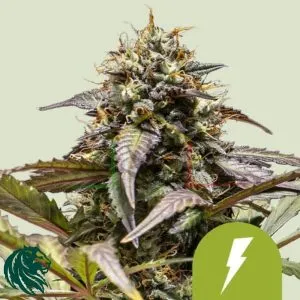 North Thunderfuck Automatic - Royal Queen Seeds