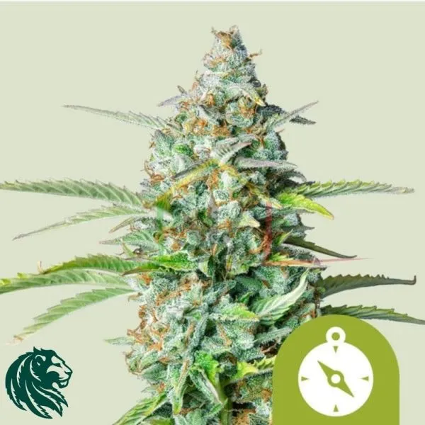 Northern Light Automatic - Royal Queen Seeds