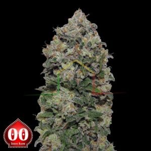 Northern Lights - 00 Seeds