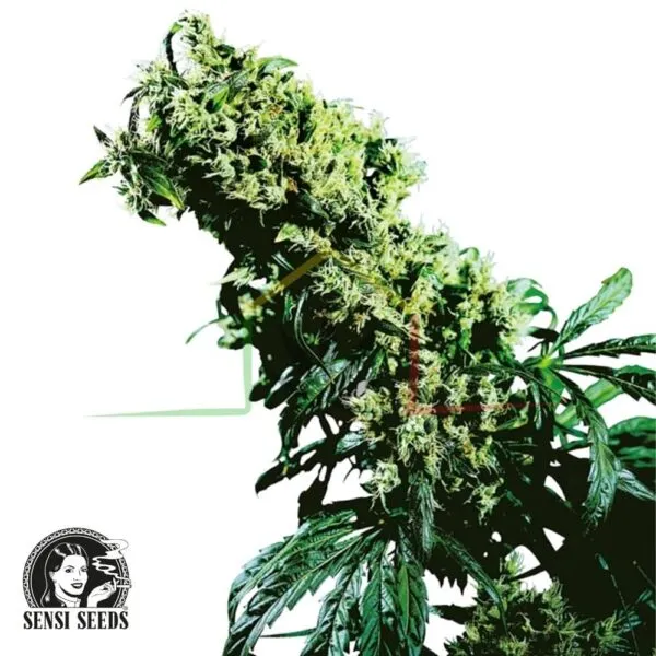 Northern Lights #5 x Haze regular - Sensi Seeds