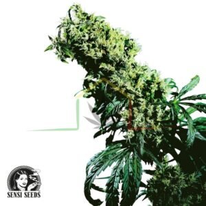 Northern Lights #5 x Haze - Sensi Seeds