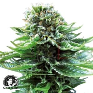 Northern Lights Auto - Sensi Seeds