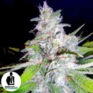 NORTHERN LIGHTS MOC DE MINISTRY OF CANNABIS