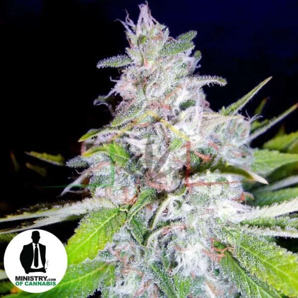 NORTHERN LIGHTS MOC DE MINISTRY OF CANNABIS
