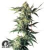 Northern Lights regular - Sensi Seeds