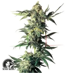 Northern Lights regular - Sensi Seeds