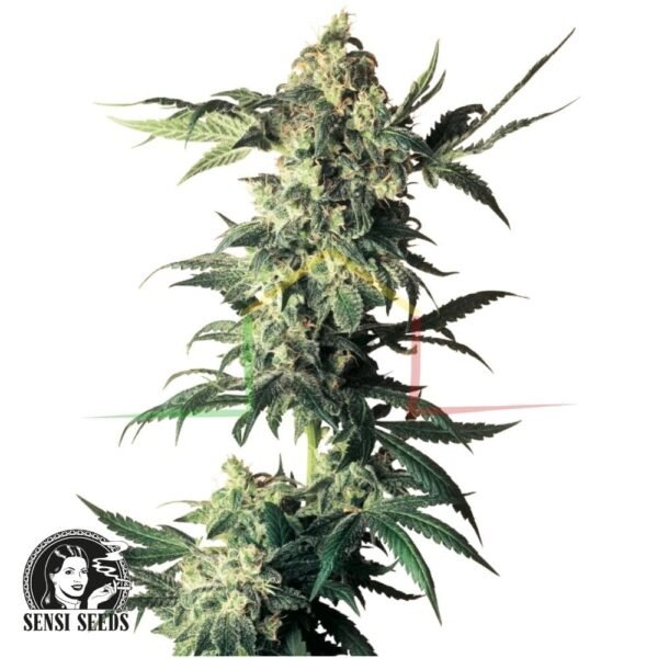 Northern Lights regular - Sensi Seeds