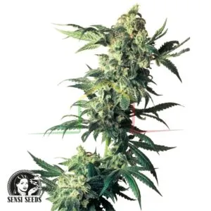 Northern Lights - Sensi Seeds