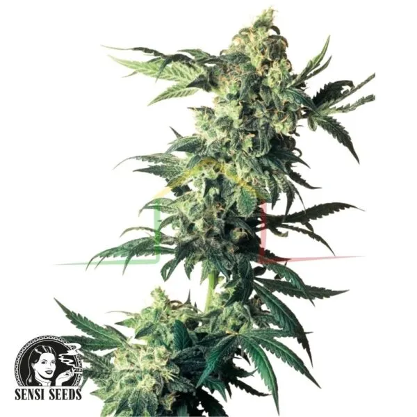 Northern Lights - Sensi Seeds