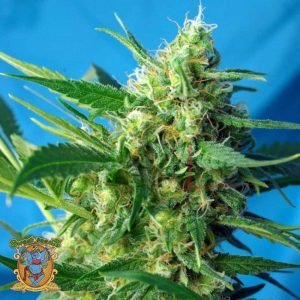NYC Diesel Auto - Sweet Seeds