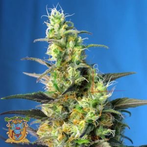 NYC Diesel CBD - Sweet Seeds