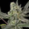 Old School - Ripper Seeds