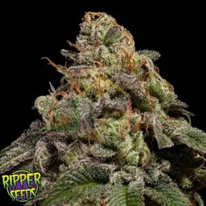 OMG - Ripper Seeds