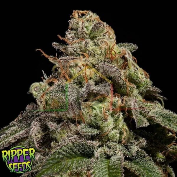 OMG - Ripper Seeds