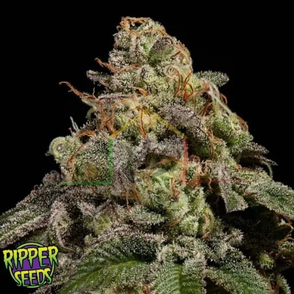 OMG - Ripper Seeds