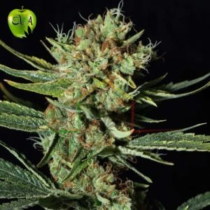 Only CBD eva seeds