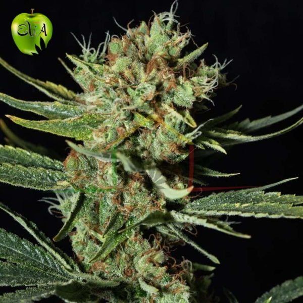 Only CBD eva seeds