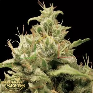Opium - Paradise Seeds
