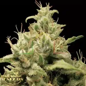 Opium - Paradise Seeds