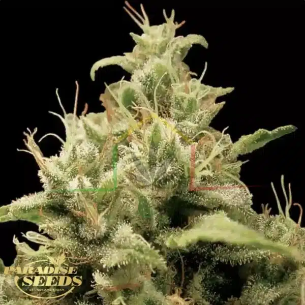 Opium - Paradise Seeds