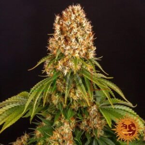 Orange Sherbet - Barney's Farm