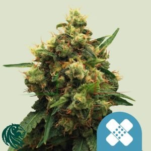 Painkiller XL CBD - Royal Queen Seeds