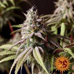 Peyote Cookies - Barney's Farm