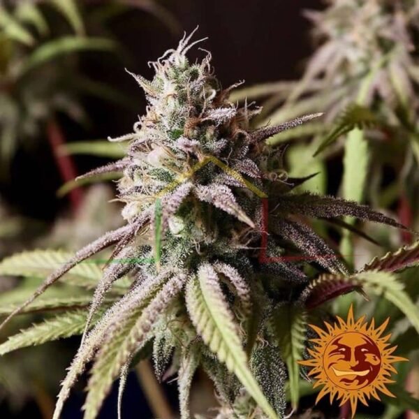 Peyote Cookies - Barney's Farm