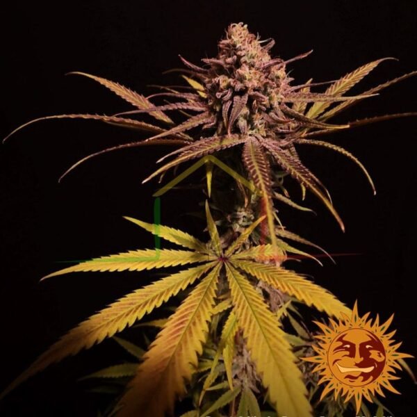 Peyote Critical - Barney's Farm