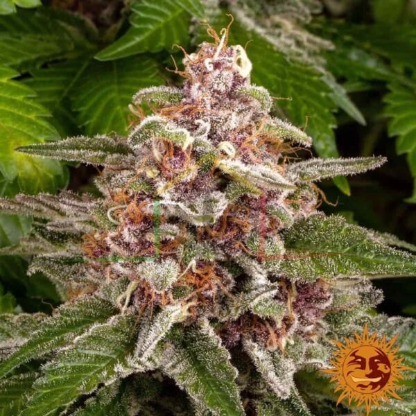Pink Kush - Barney's Farm