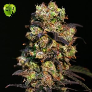 Pink plant eva seeds