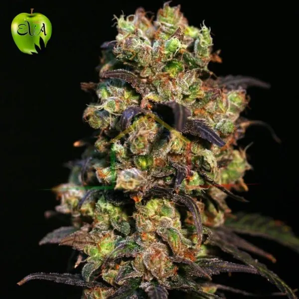 Pink plant eva seeds