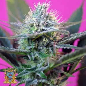 + Speed Auto - Sweet Seeds