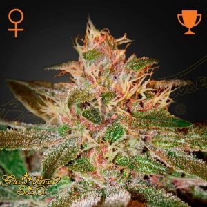 Pure Kush - Green House Seeds