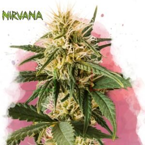 Pure Power Plant (PPP) - Nirvana Seeds