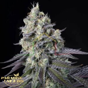 Purple Mints - Paradise Seeds