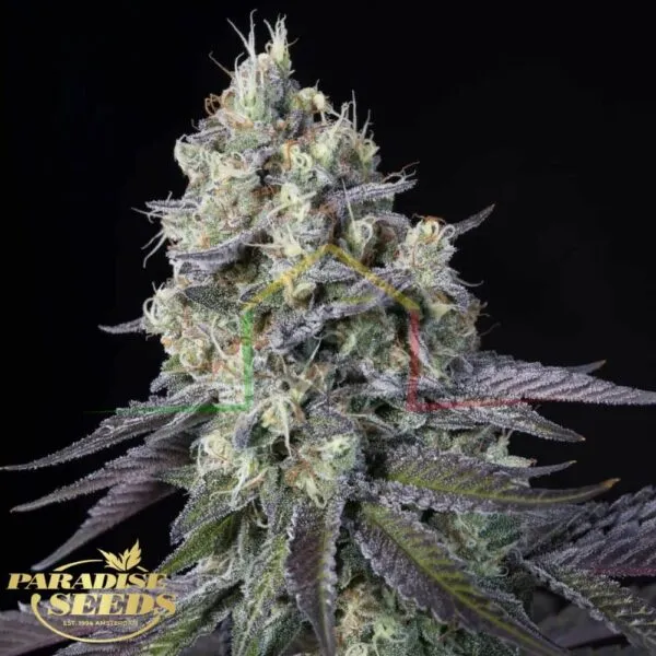 Purple Mints - Paradise Seeds