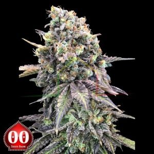 Purple Punch - 00 Seeds