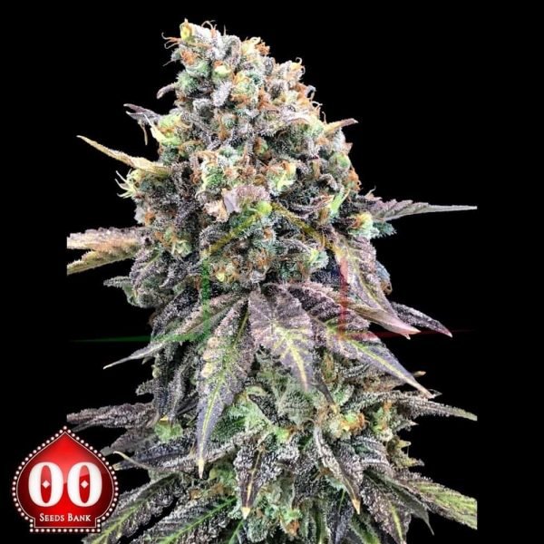 Purple Punch - 00 Seeds