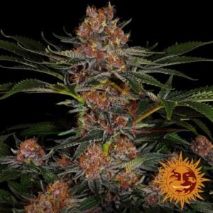 Purple Punch Auto - Barney's Farm
