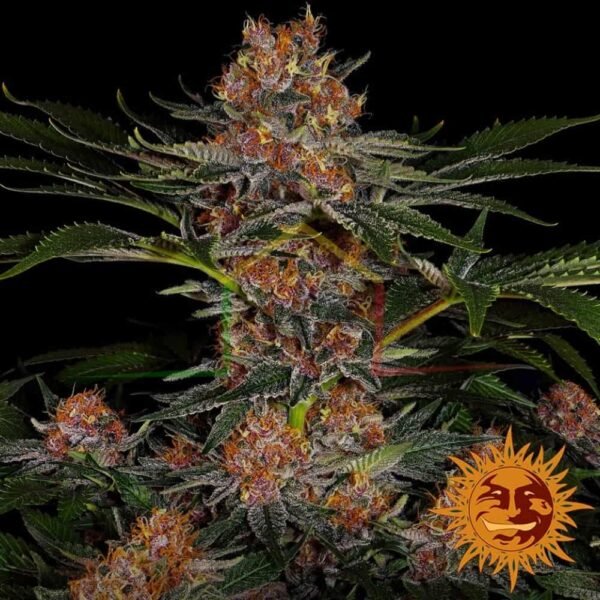 Purple Punch Auto - Barney's Farm