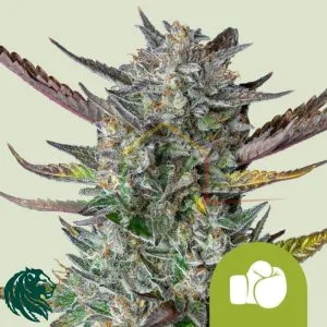 Purple Punch Automatic - Royal Queen Seeds