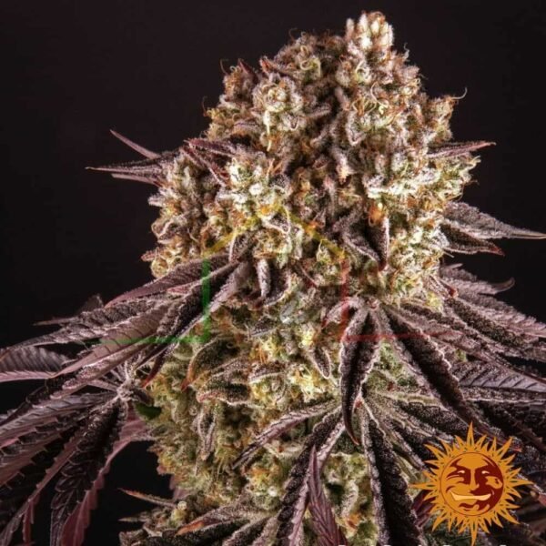 Purple Punch - Barney's Farm