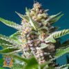 Purple Punch OG - Sweet Seeds