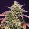Purple Punch OG XL Auto - Sweet Seeds